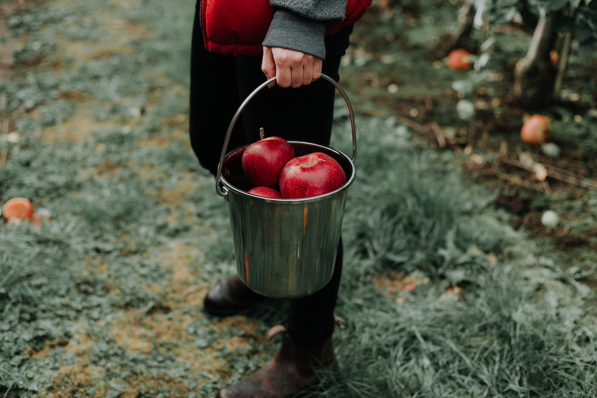 person holding bucket of apple fruits. Fun Fall Activities For Kids