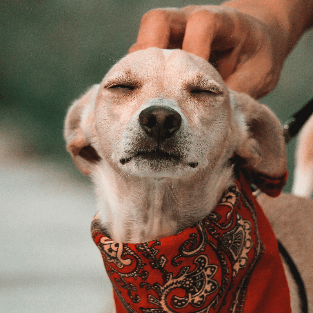 a dog smiling and enjoying being pet