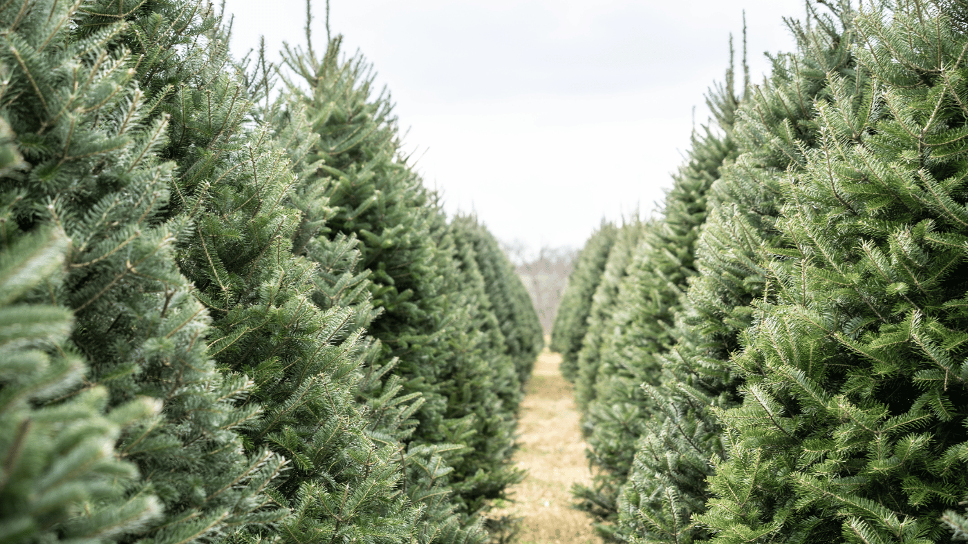 Photo of lots of Christmas trees